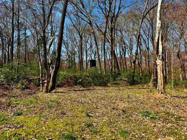 a view of a backyard with large trees