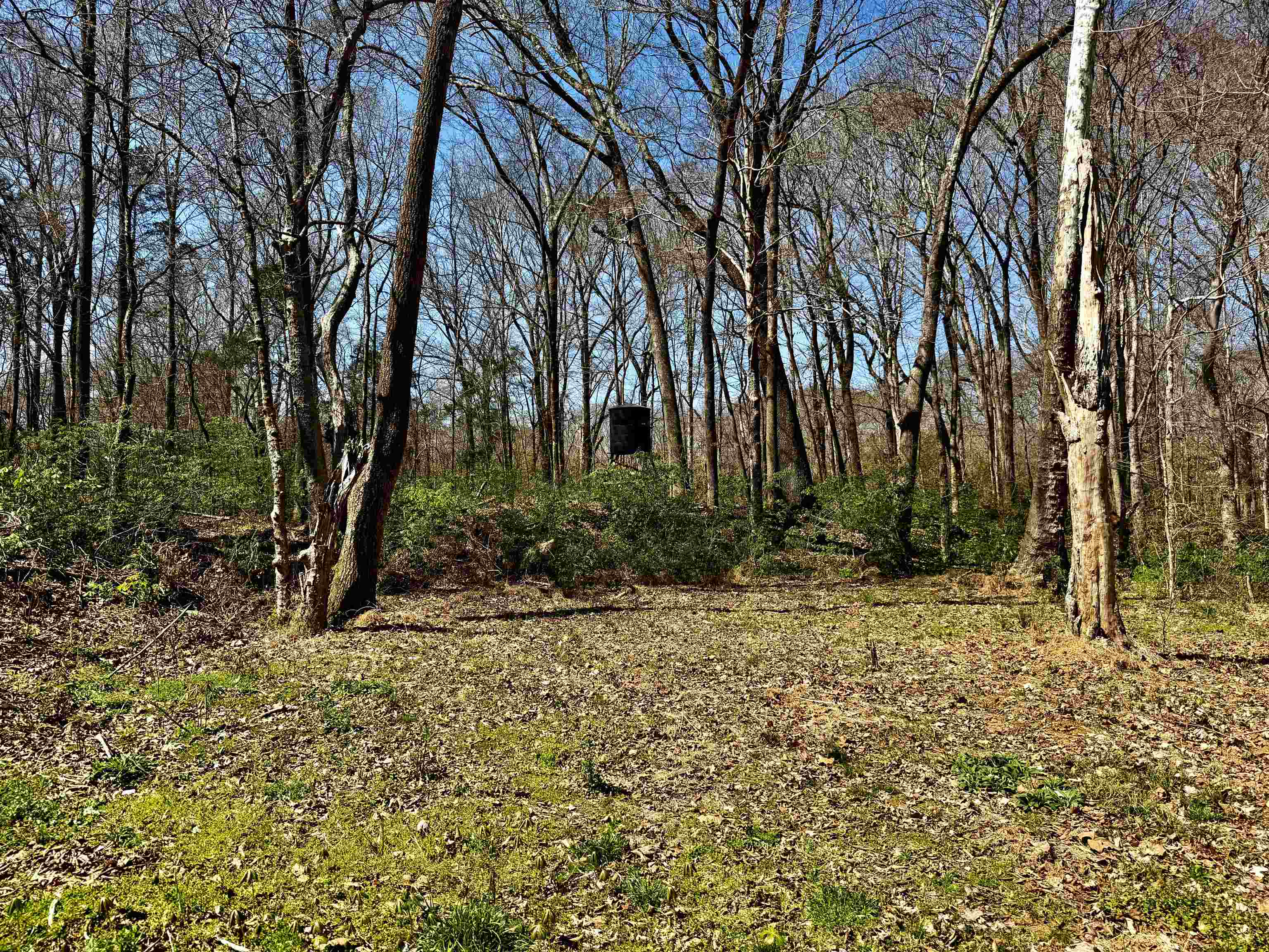 6195 Bobbitt Road Moscow, TN 38057 - Photo 23 of 40 a view of a backyard with large trees