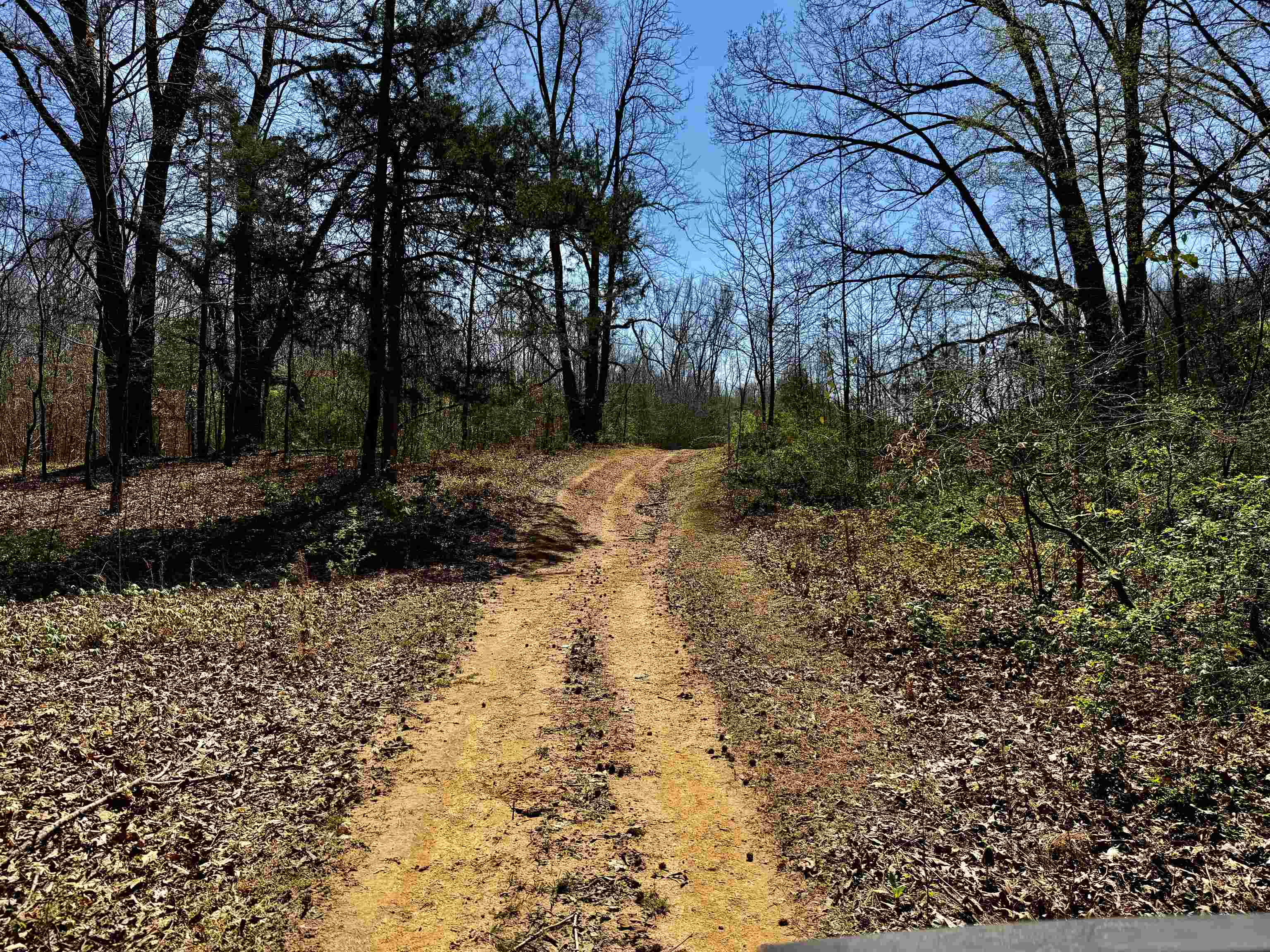 6195 Bobbitt Road Moscow, TN 38057 - Photo 27 of 40 a view of a yard with trees