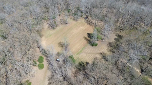 a close up of a plant in a garden