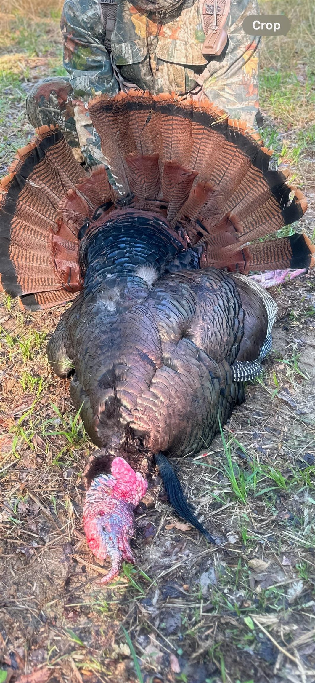 6195 Bobbitt Road Moscow, TN 38057 - Photo 36 of 40 a view of a backyard of a house