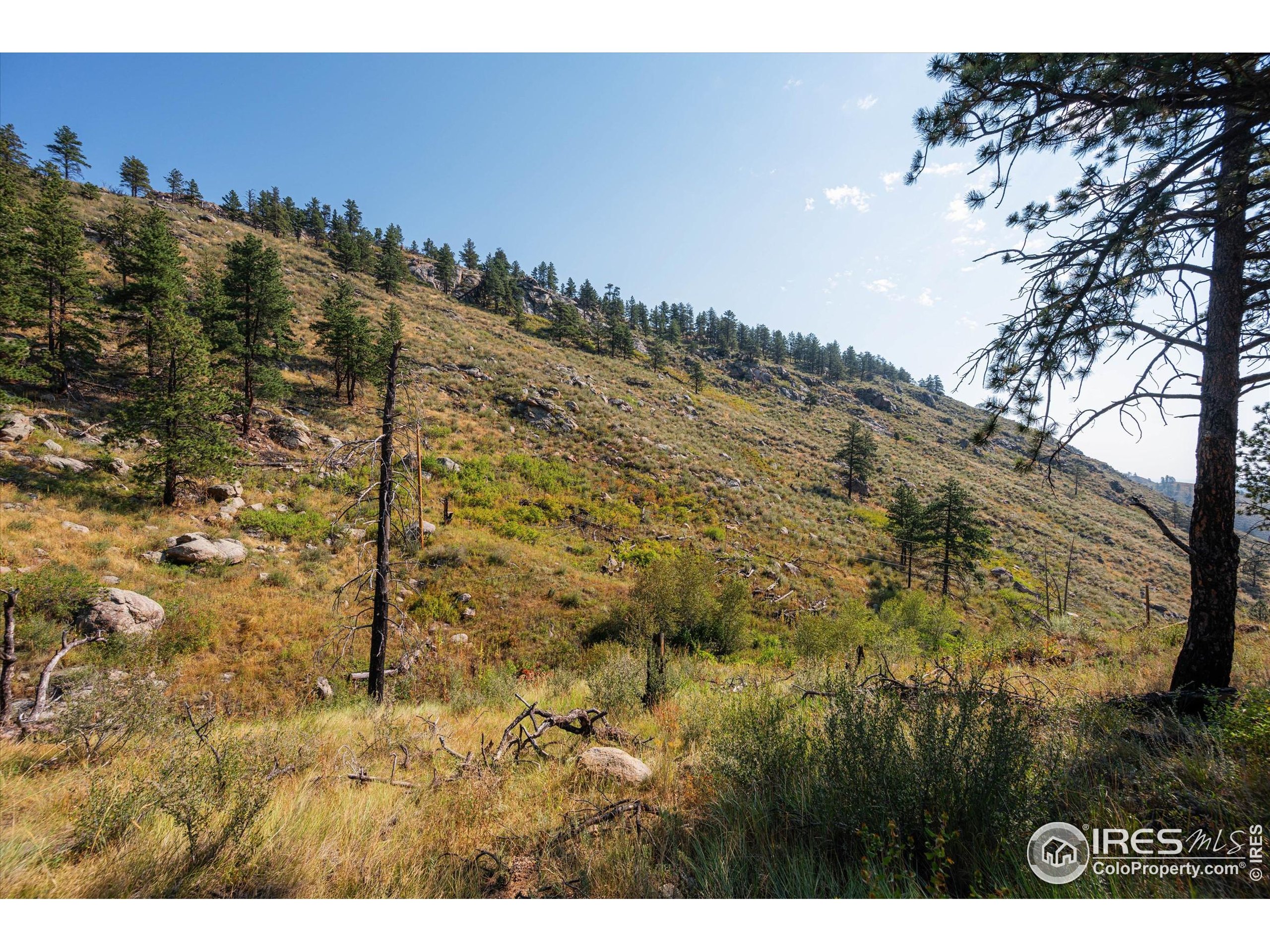 0 Pine Acres Way Bellvue, CO 80512 - Photo 1 of 29 a view of a dry yard with trees in the background