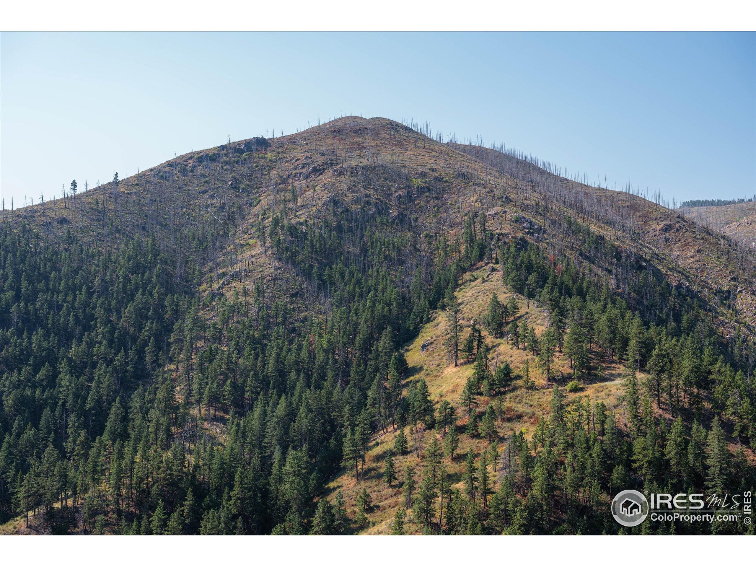 0 Pine Acres Way Bellvue, CO 80512 - Photo 24 of 29 a view of a yard