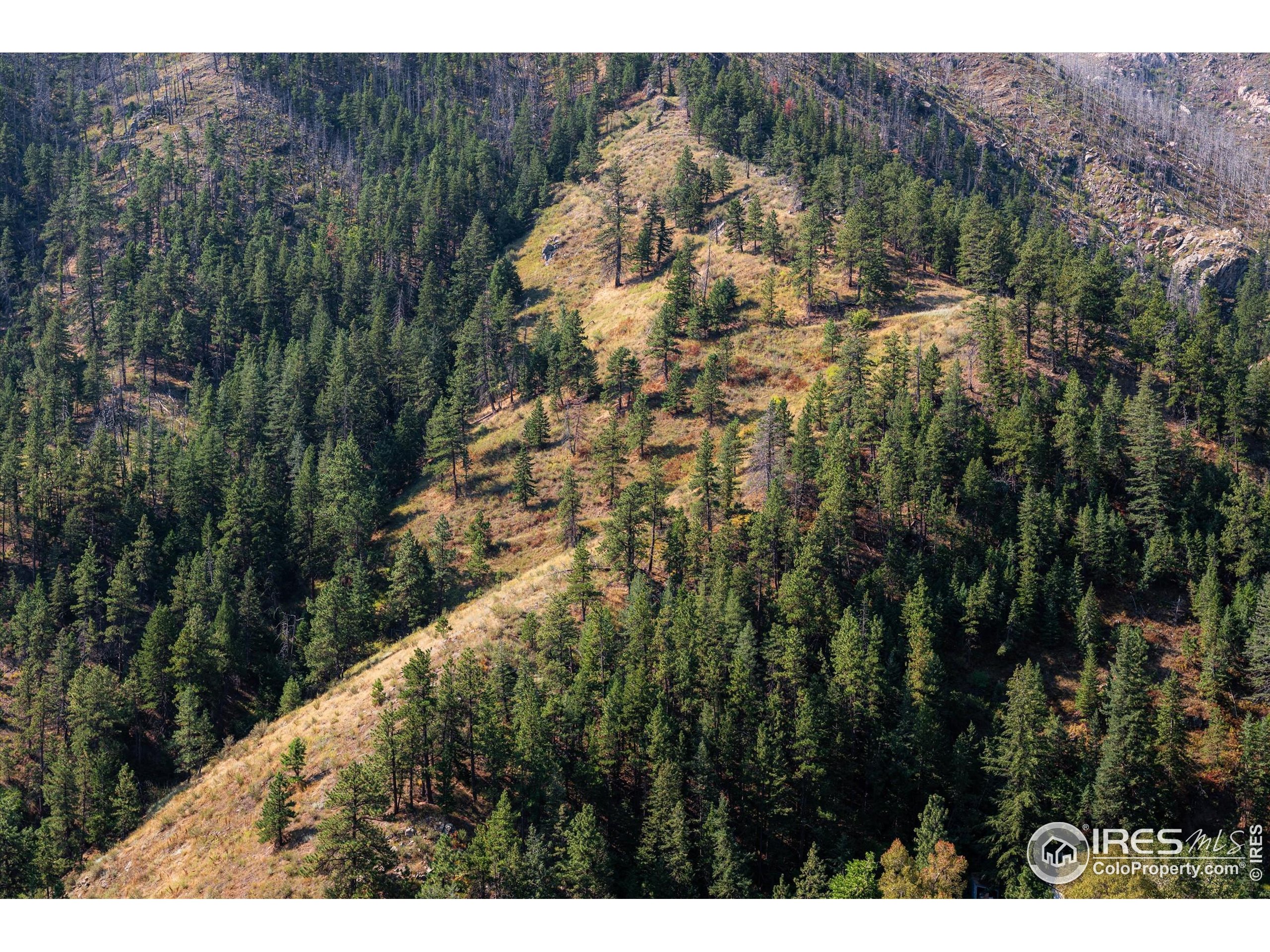 0 Pine Acres Way Bellvue, CO 80512 - Photo 26 of 29 a view of a yard with a tree