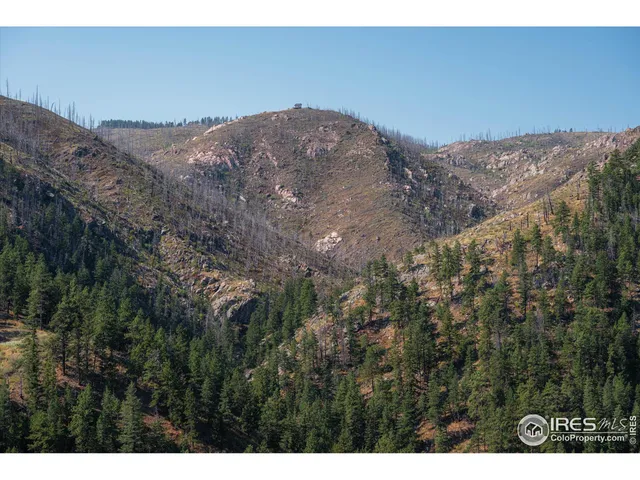 a view of a bunch of trees and bushes