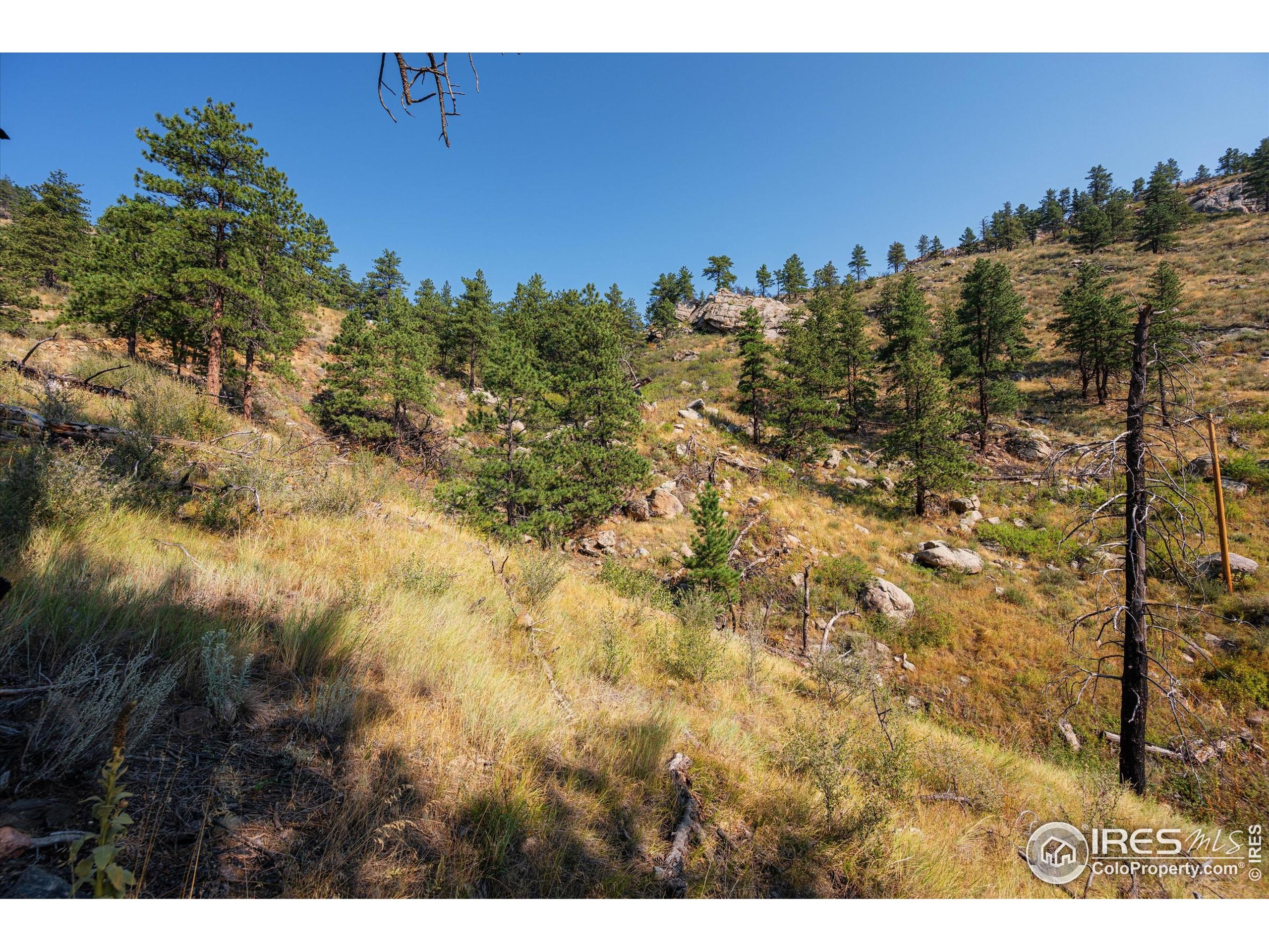 0 Pine Acres Way Bellvue, CO 80512 - Photo 29 of 29 a view of a bunch of trees and bushes