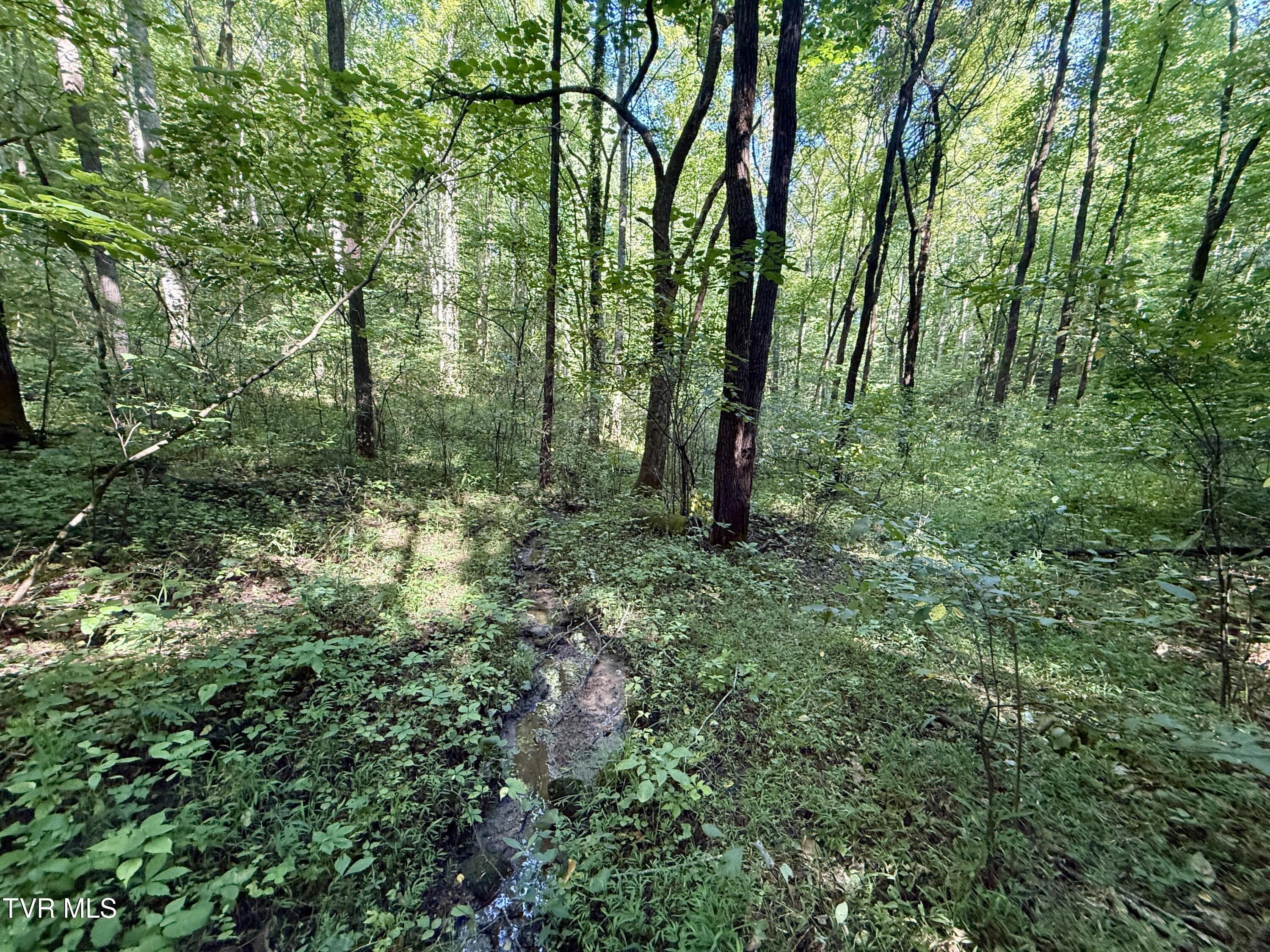 29.38-acre 29.38-acre Bull Mtn Road Del Rio, TN 37727 - Photo 9 of 30 _Pic9 (7)