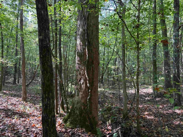 $129,000 | 0 County Road 227 Road, Walnut, MS 38683