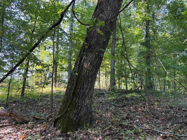 $129,000 | 0 County Road 227 Road, Walnut, MS 38683