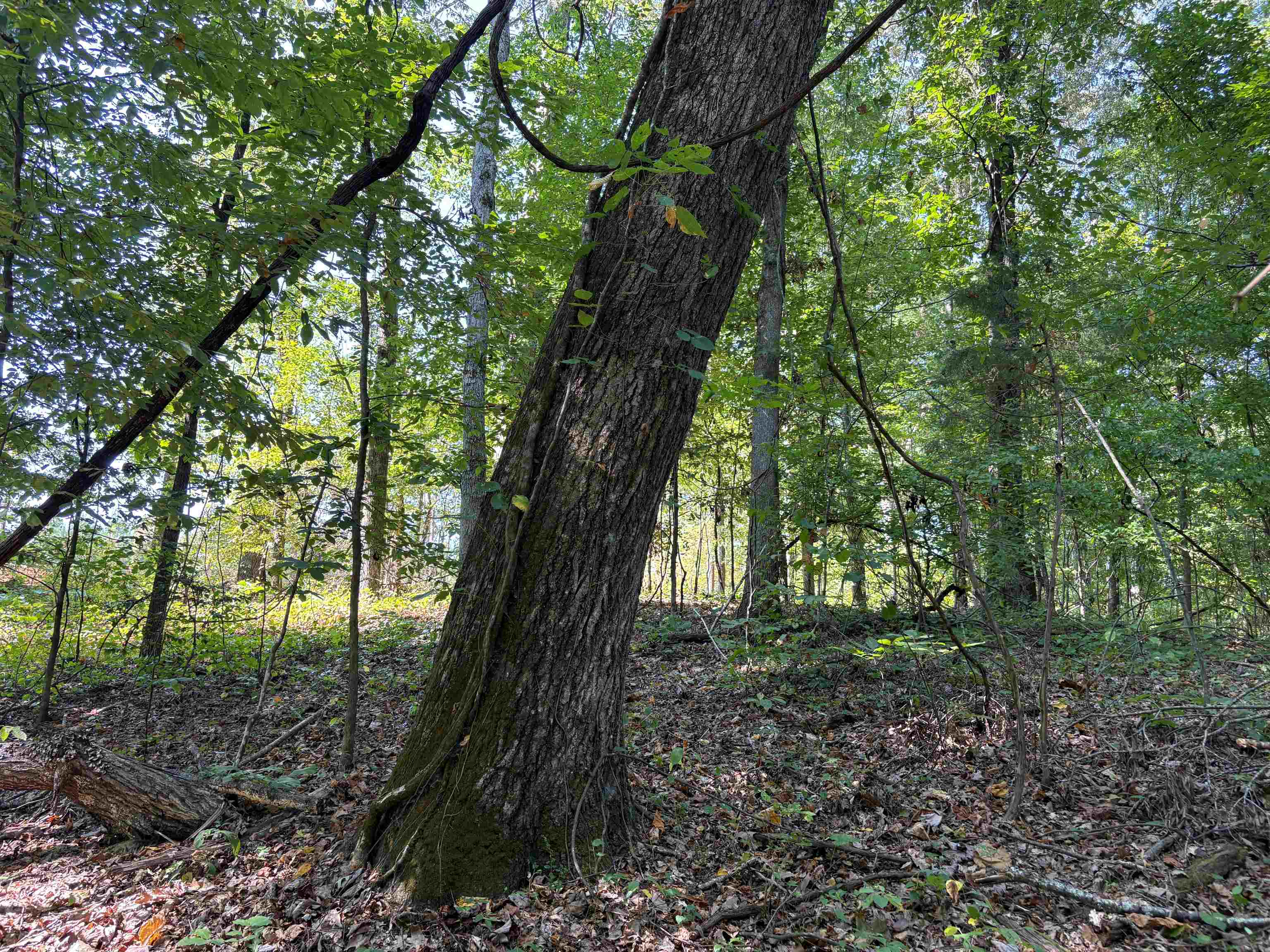 0 County Road 227 Road Walnut, MS 38683 - Photo 3 of 13 View of wooded area