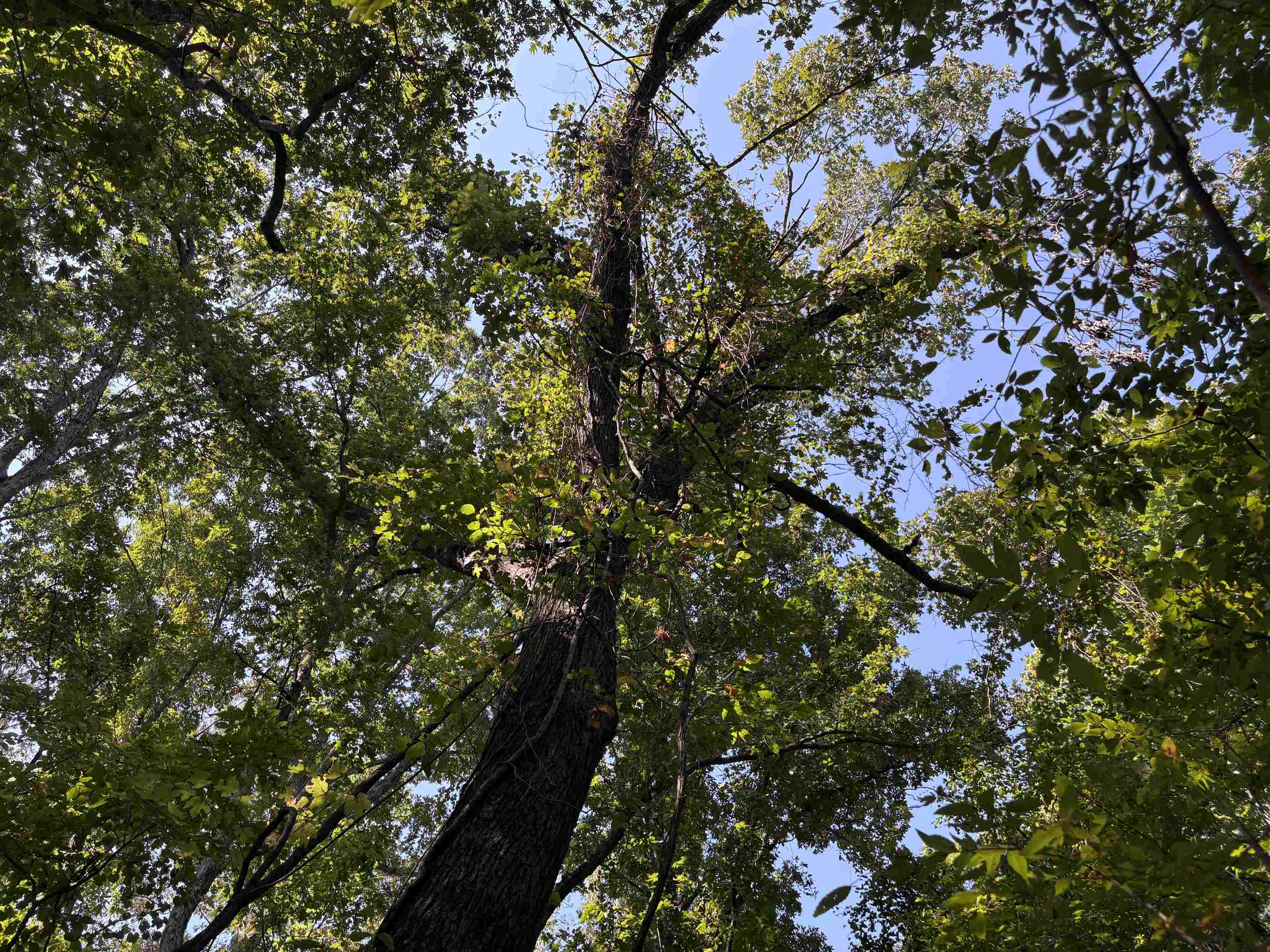 0 County Road 227 Road Walnut, MS 38683 - Photo 4 of 13 View of local wilderness