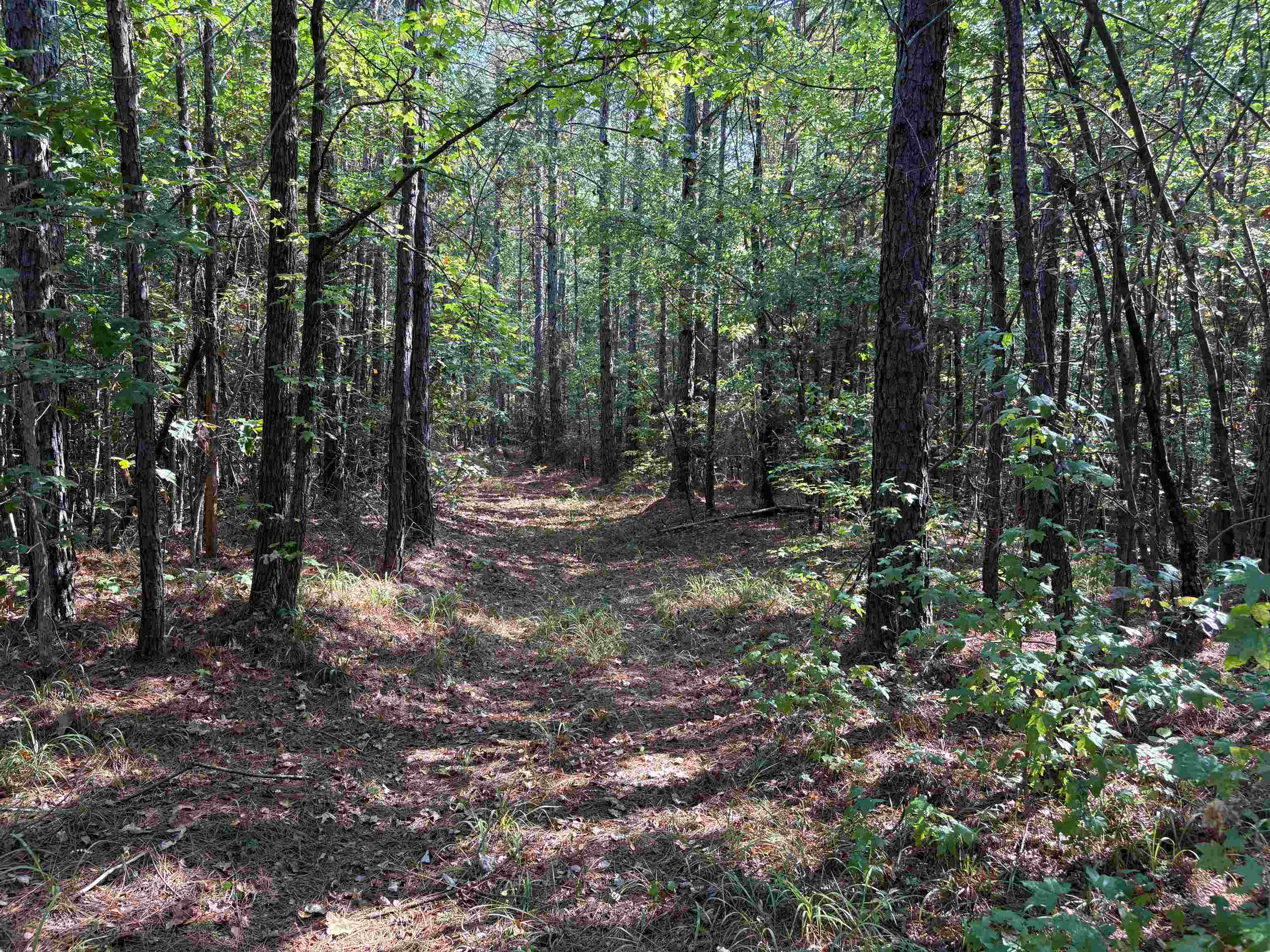 0 County Road 227 Road Walnut, MS 38683 - Photo 7 of 13 View of woods