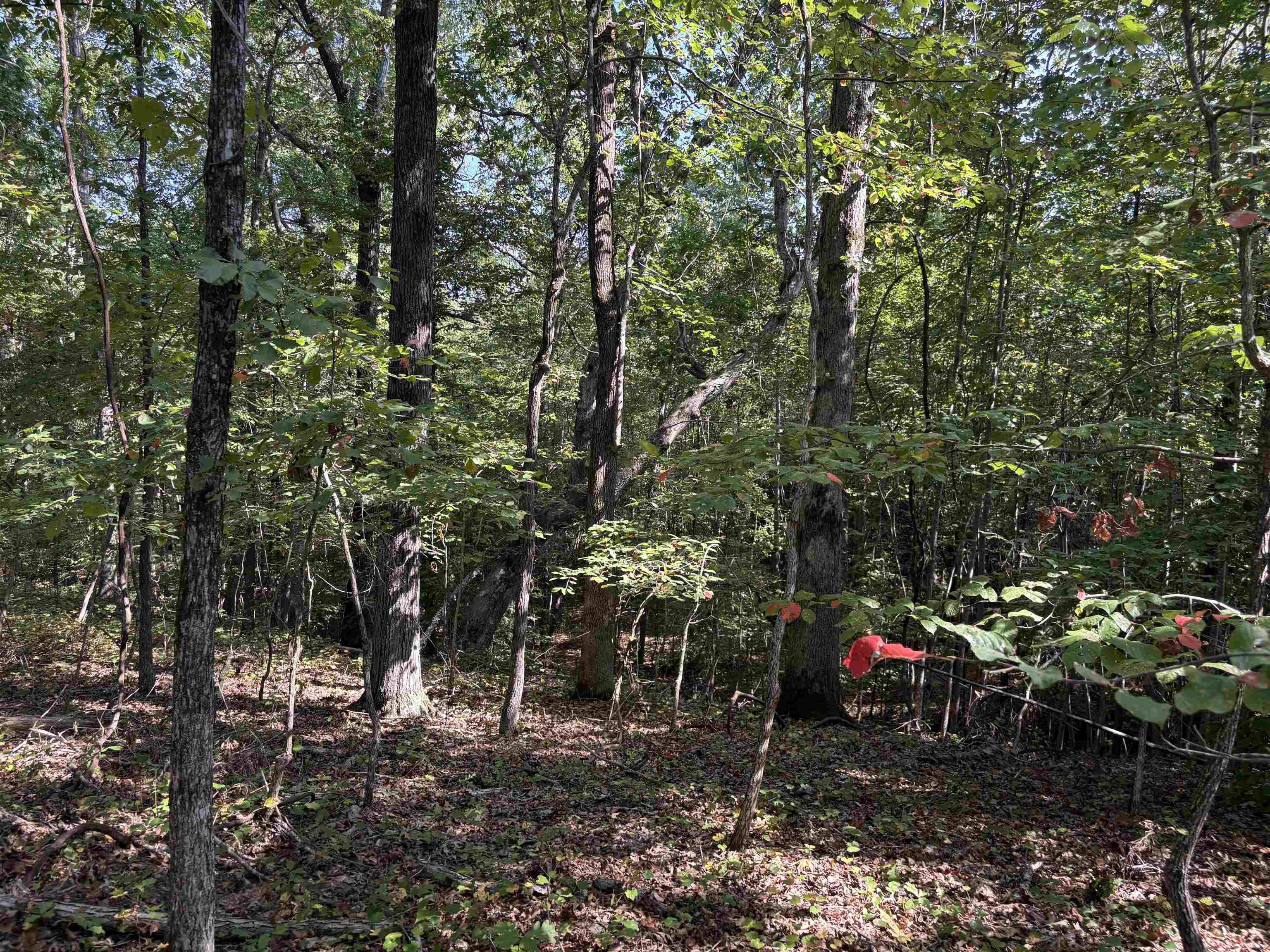 0 County Road 227 Road Walnut, MS 38683 - Photo 8 of 13 View of wooded area