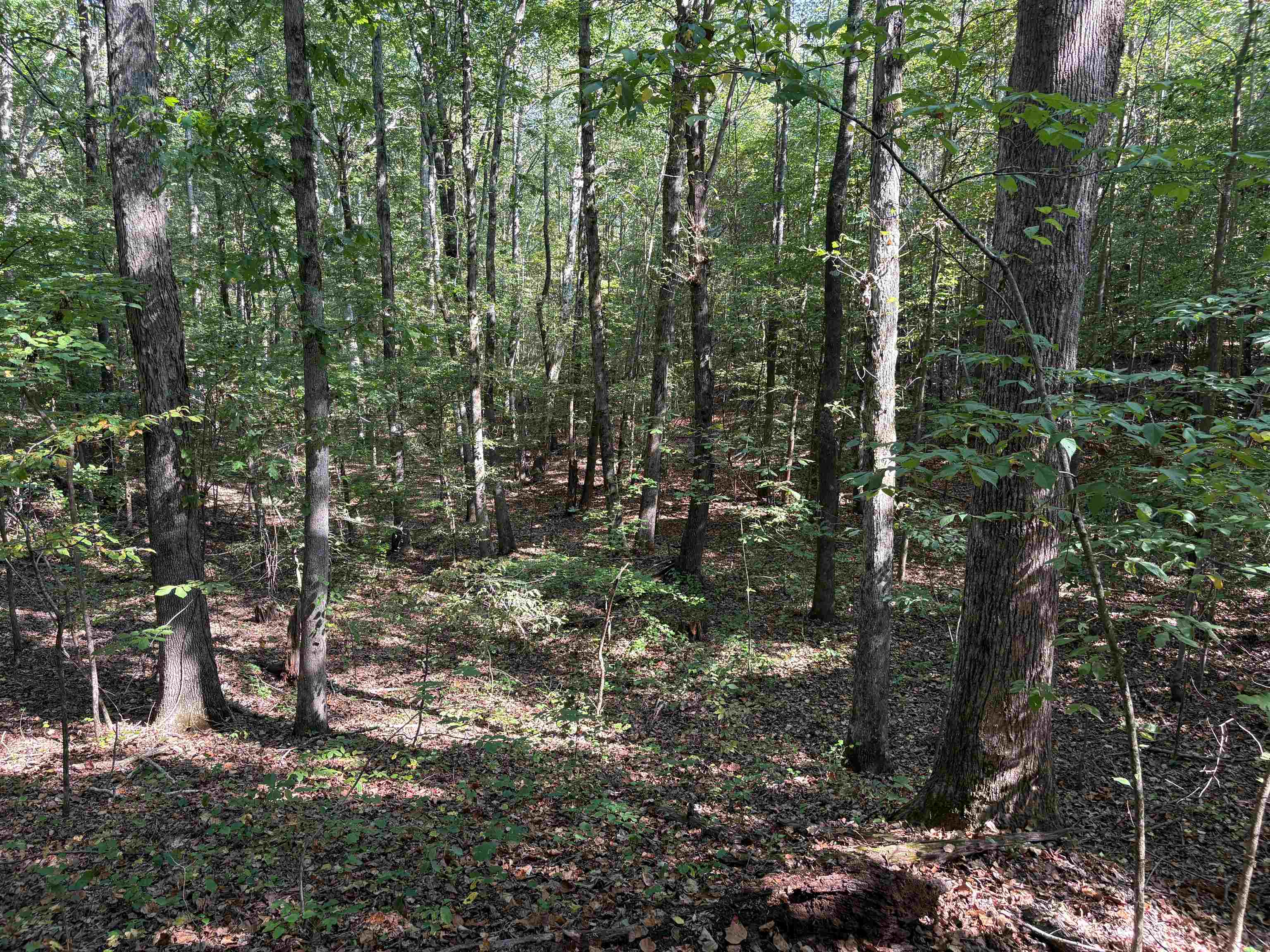 0 County Road 227 Road Walnut, MS 38683 - Photo 10 of 13 View of woods