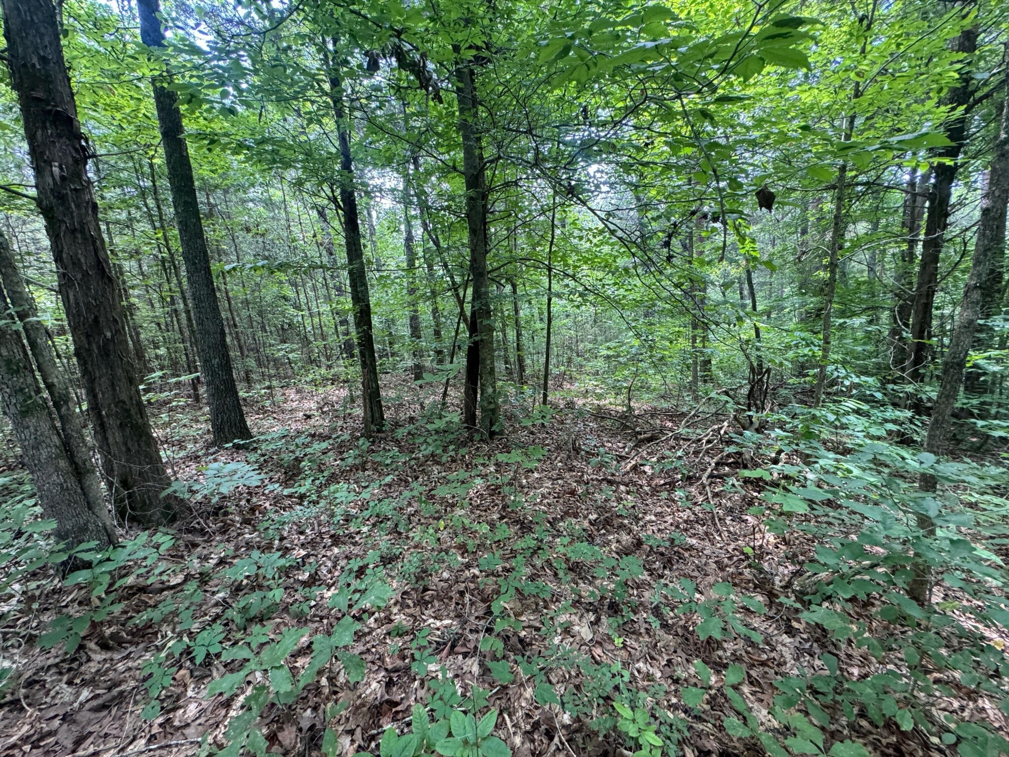 14 Gatlin Road Northeast Cleveland, TN 37323 - Photo 8 of 10 Gallery Image 8