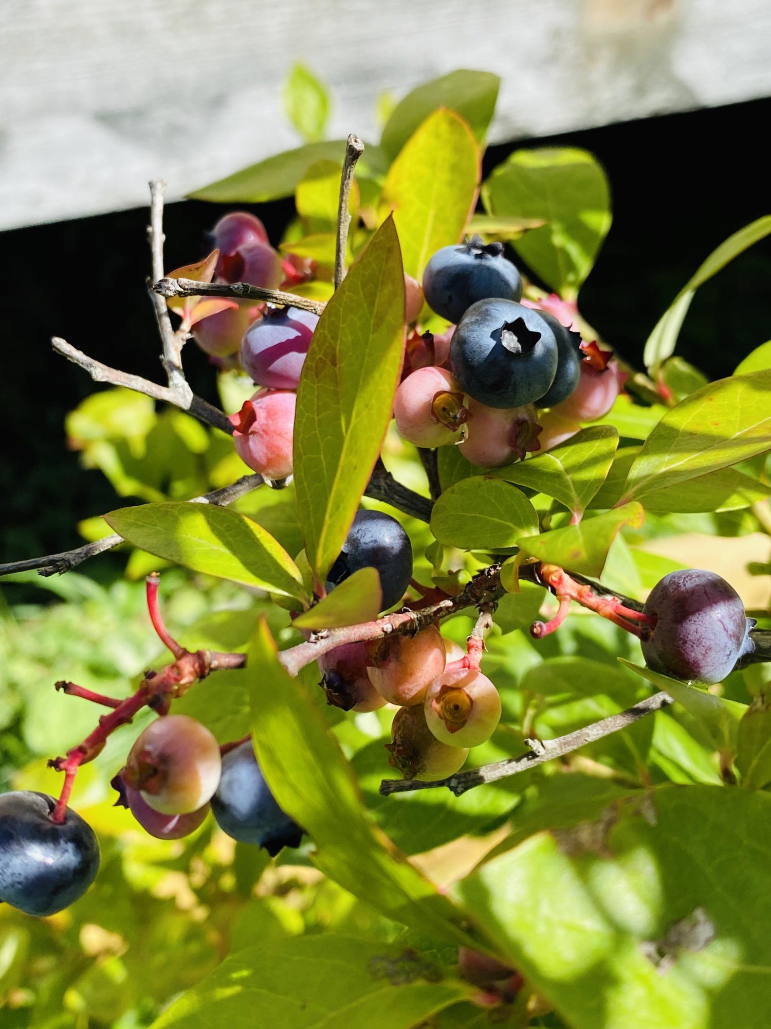 568 Dow Road Orrington, ME 04474 - Photo 52 of 52 High Bush Blueberries