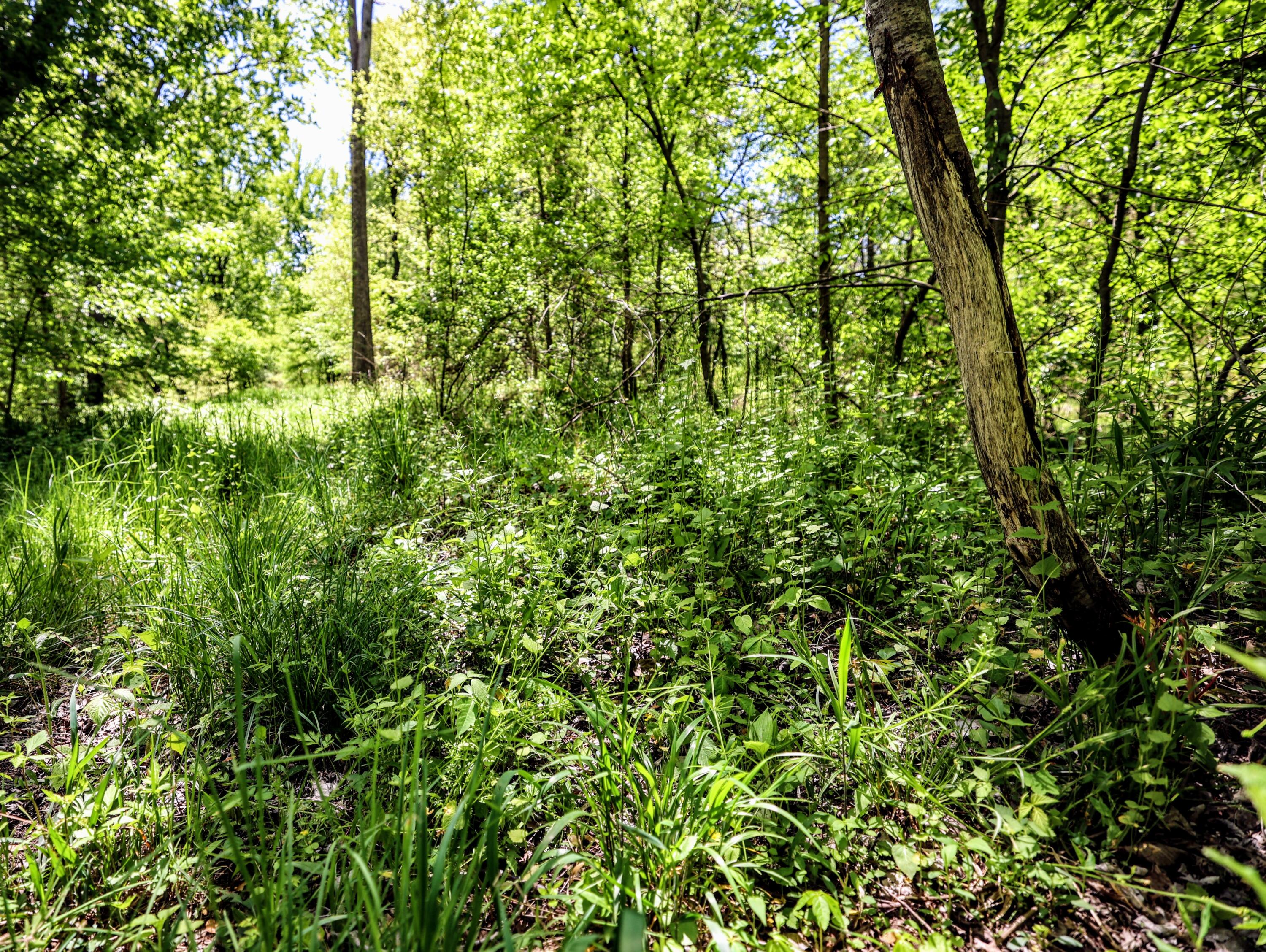 8 1/2 8 1/2 Mile Road Burlington, MI 49029 - Photo 5 of 55 5