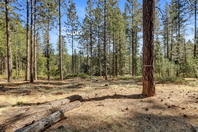 a view of a yard with trees