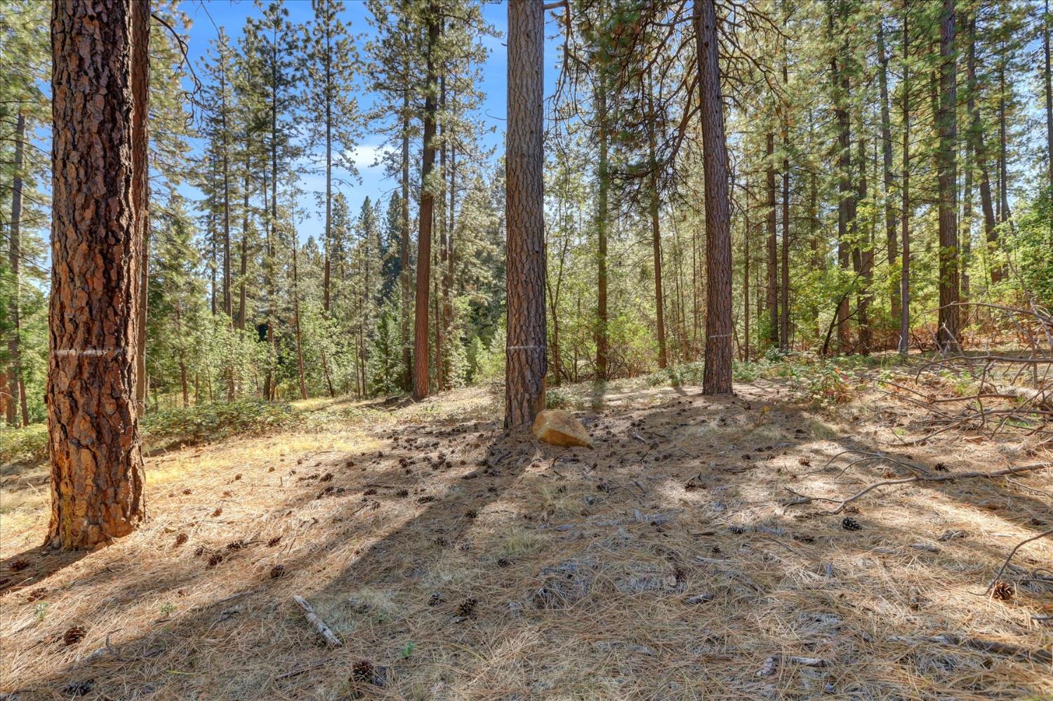 12566 Allison Ranch Road Grass Valley, CA 95949 - Photo 14 of 98