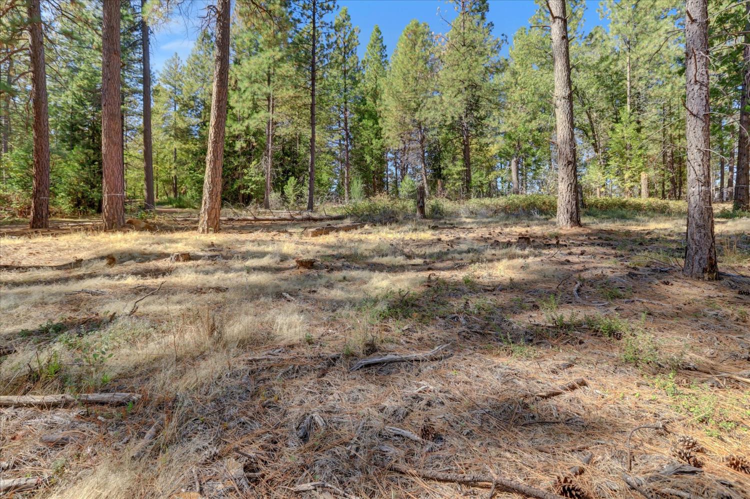 12566 Allison Ranch Road Grass Valley, CA 95949 - Photo 16 of 98