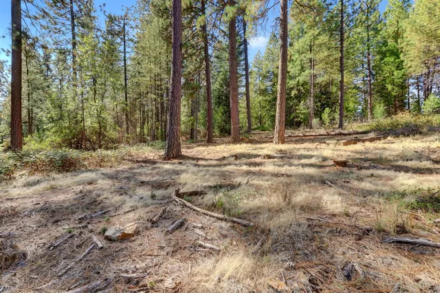 a view of a forest with a mountain in the background