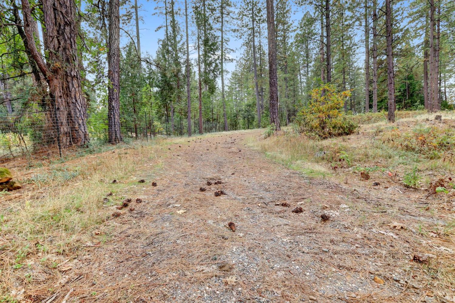 12566 Allison Ranch Road Grass Valley, CA 95949 - Photo 19 of 98 a view of a forest filled with trees