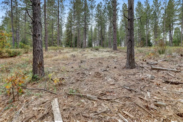a view of a forest with trees in the background