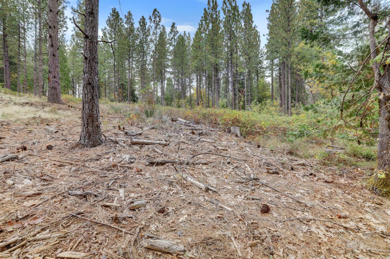 12566 Allison Ranch Road Grass Valley, CA 95949 - Photo 27 of 98 a view of a forest with trees in the background