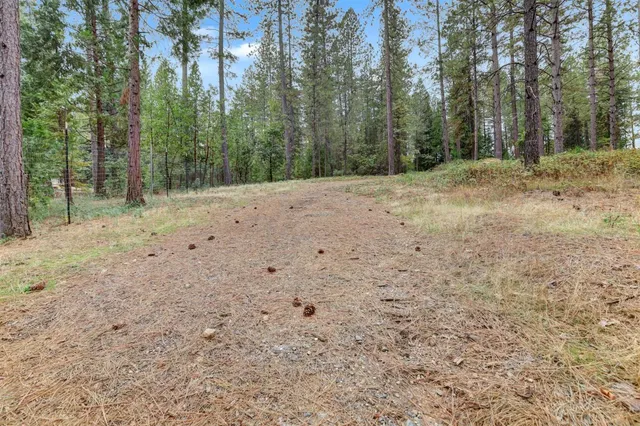 a view of a backyard with trees