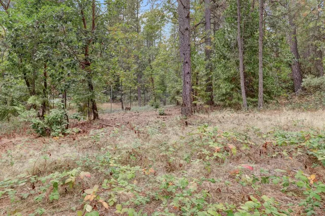 a view of a yard with large trees