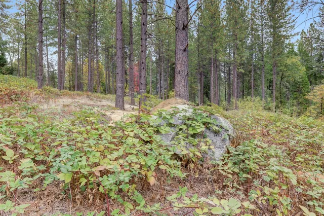 a view of a forest filled with trees
