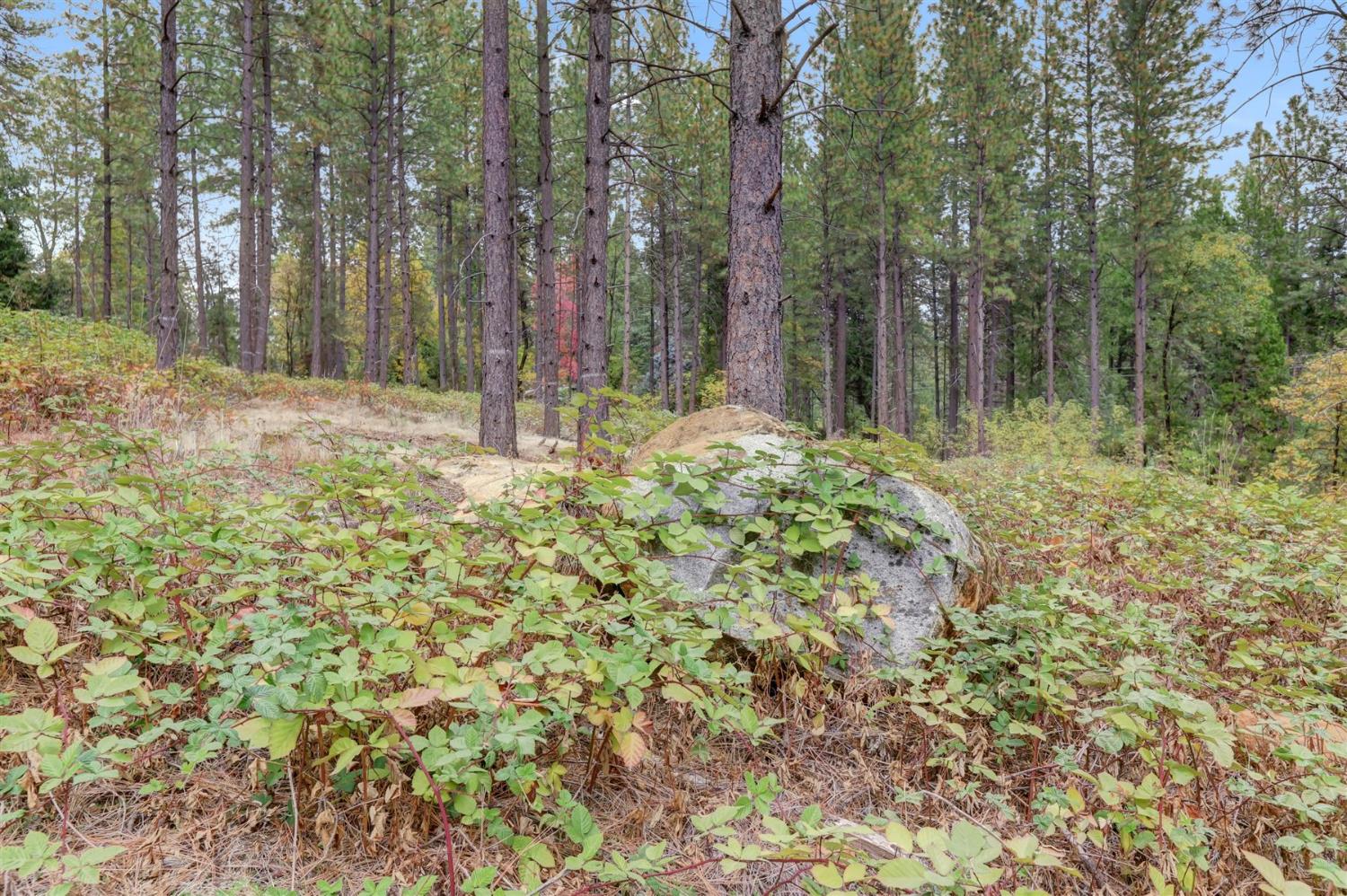 12566 Allison Ranch Road Grass Valley, CA 95949 - Photo 35 of 98