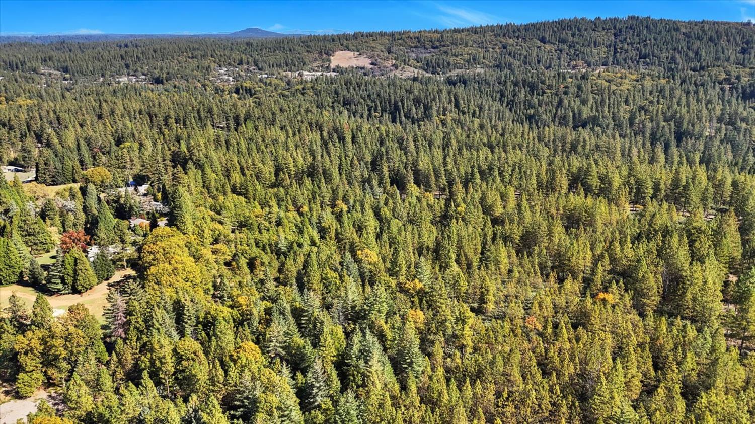 12566 Allison Ranch Road Grass Valley, CA 95949 - Photo 36 of 98 a view of a bunch of trees and bushes