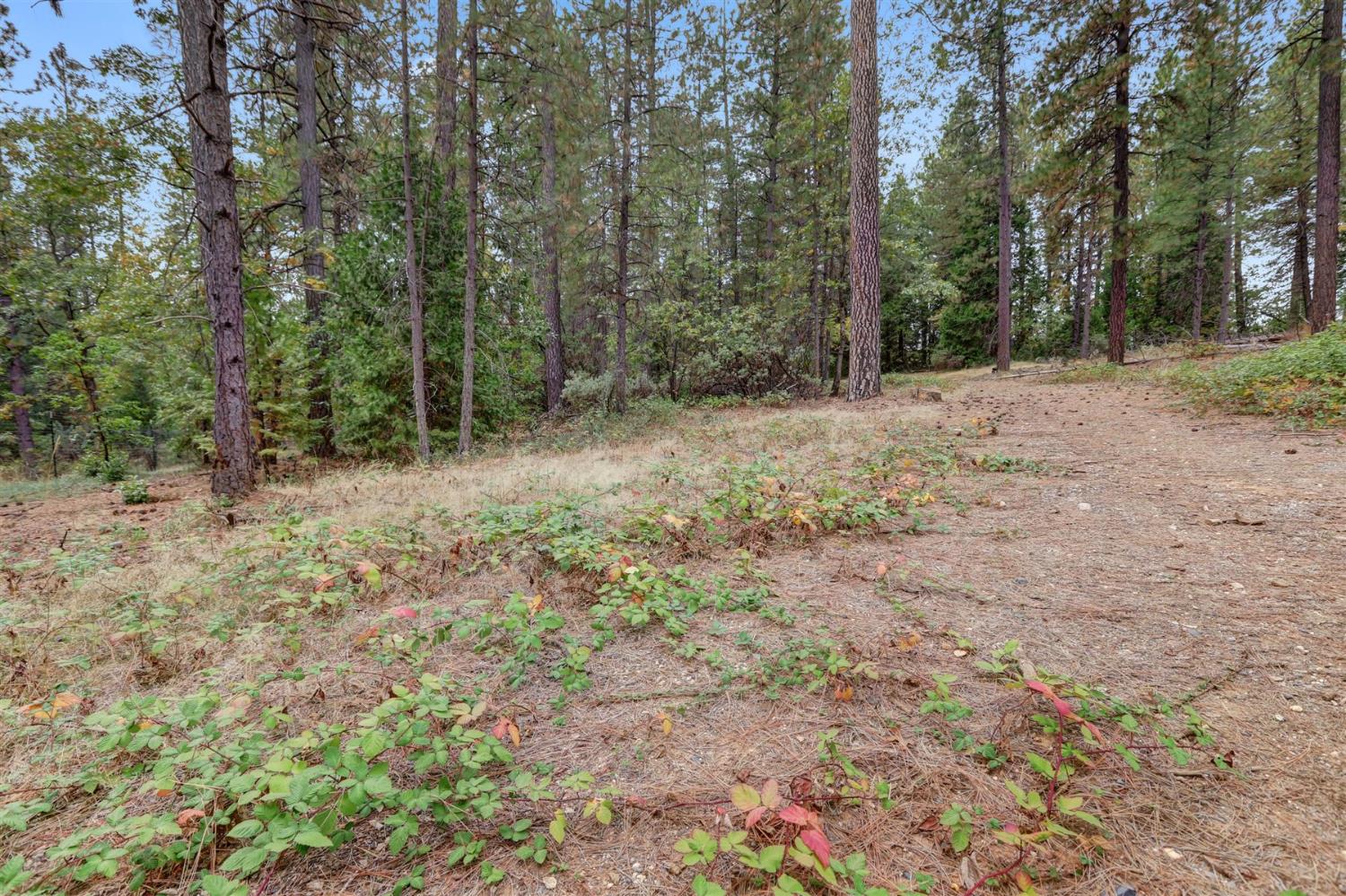 12566 Allison Ranch Road Grass Valley, CA 95949 - Photo 37 of 98 a view of a forest with trees in the background