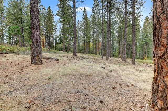 a view of a forest with trees in the background
