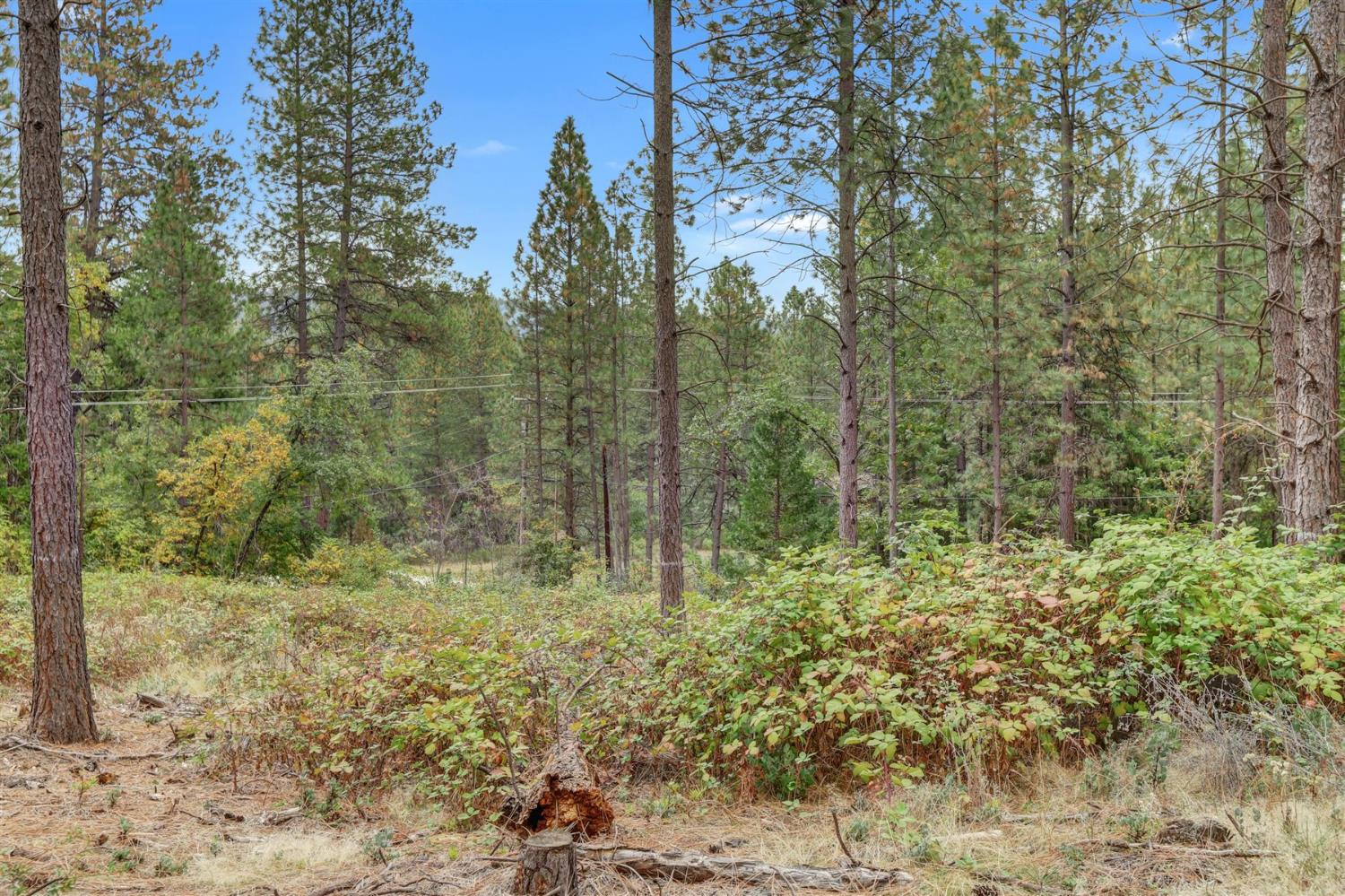 12566 Allison Ranch Road Grass Valley, CA 95949 - Photo 41 of 98