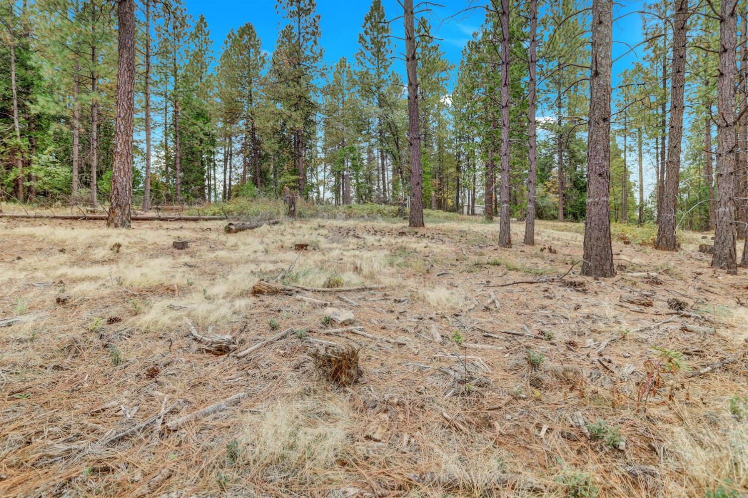 12566 Allison Ranch Road Grass Valley, CA 95949 - Photo 43 of 98 a view of a backyard with trees