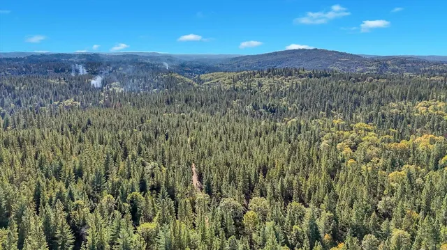 a view of a dry yard with trees