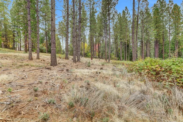 a view of a forest with trees in the background