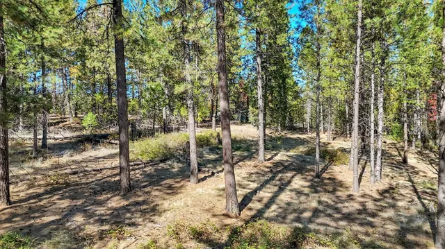 a view of a forest with a tree