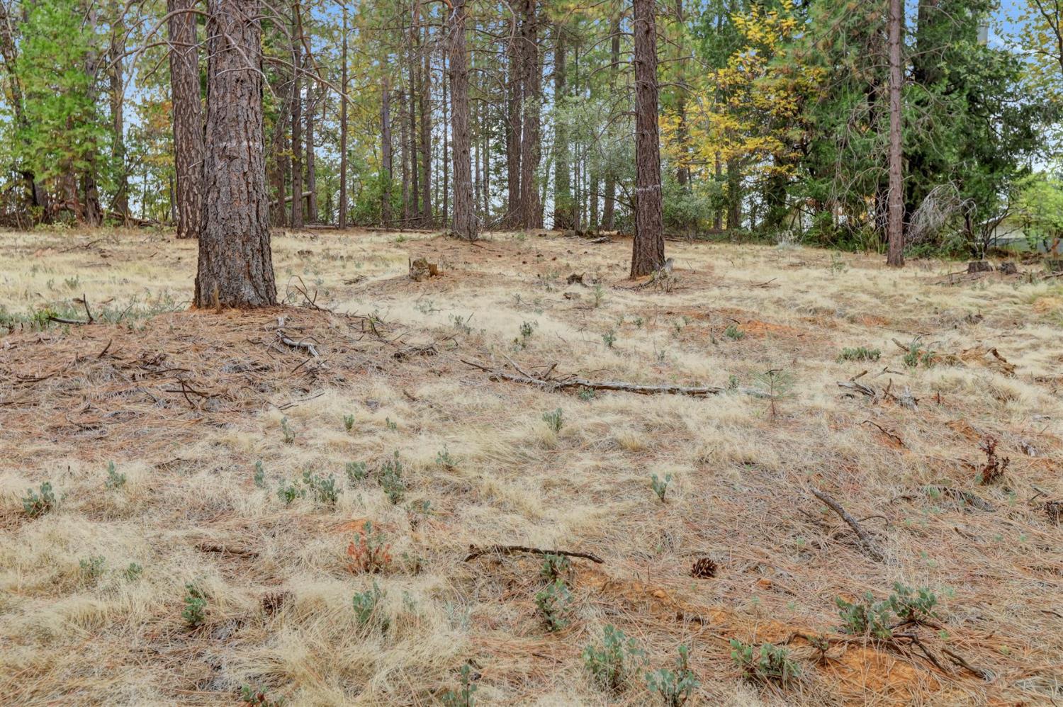 12566 Allison Ranch Road Grass Valley, CA 95949 - Photo 49 of 98 a backyard of a house with large trees
