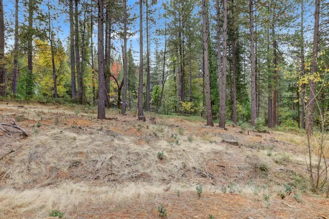 a view of a forest with trees in the background
