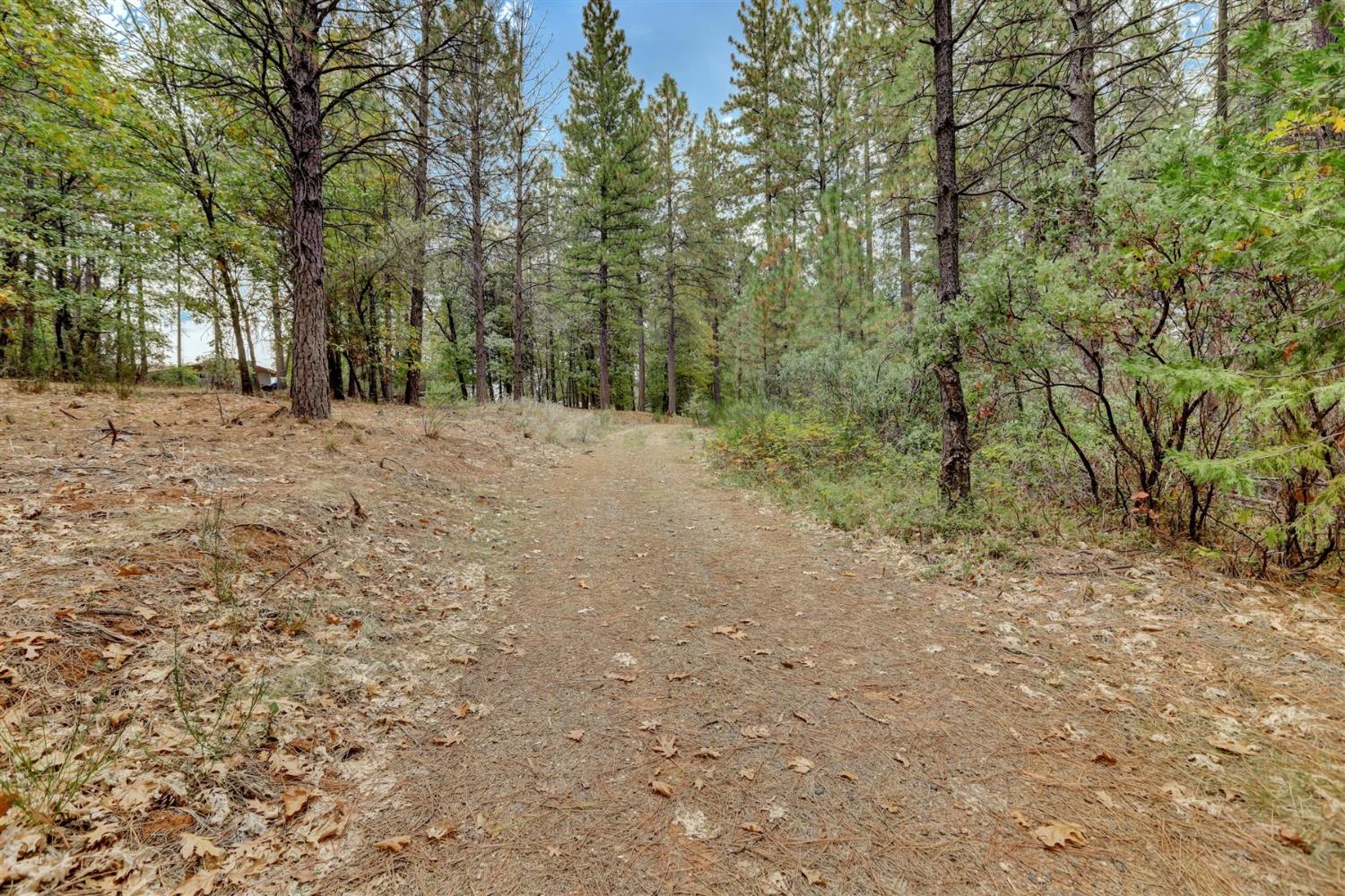 12566 Allison Ranch Road Grass Valley, CA 95949 - Photo 53 of 98 a view of a yard with trees