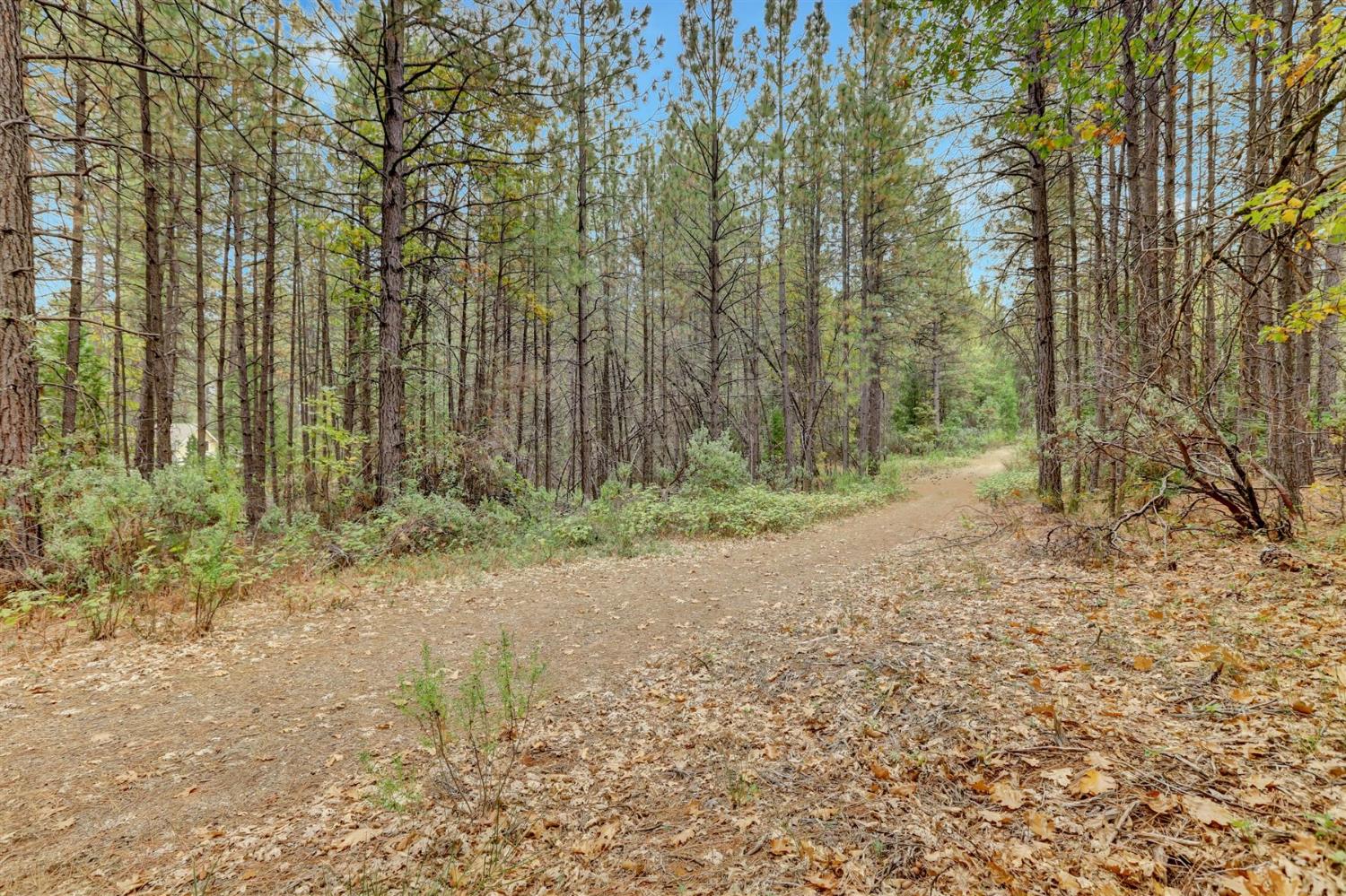 12566 Allison Ranch Road Grass Valley, CA 95949 - Photo 54 of 98