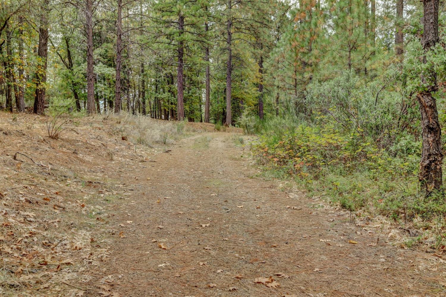 12566 Allison Ranch Road Grass Valley, CA 95949 - Photo 55 of 98 a view of a forest with trees in the background