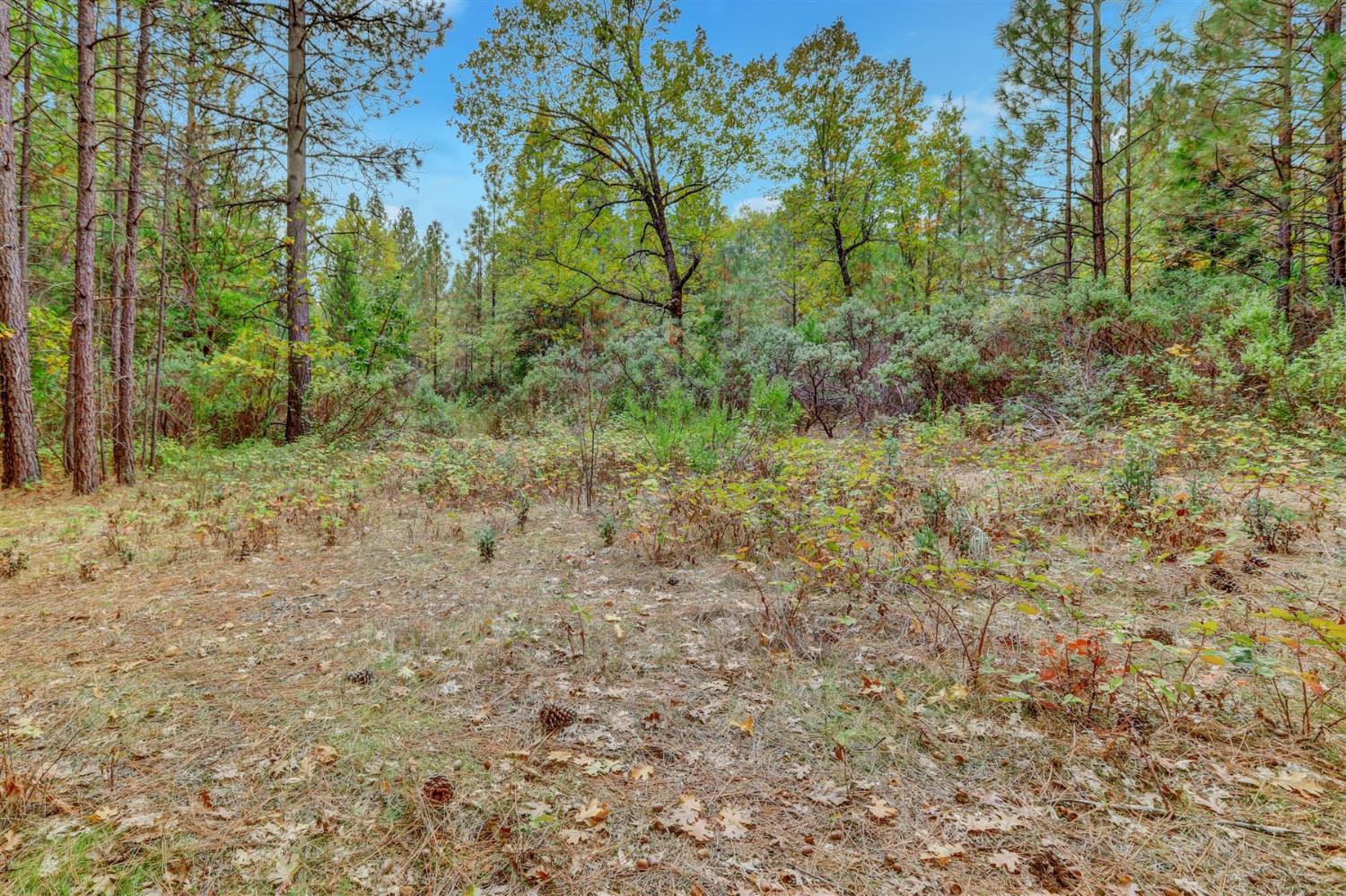12566 Allison Ranch Road Grass Valley, CA 95949 - Photo 56 of 98 a view of a yard with large trees