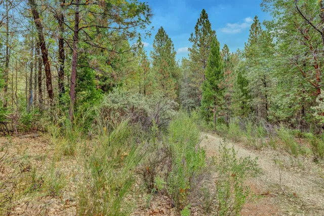 a view of a forest with trees in the background