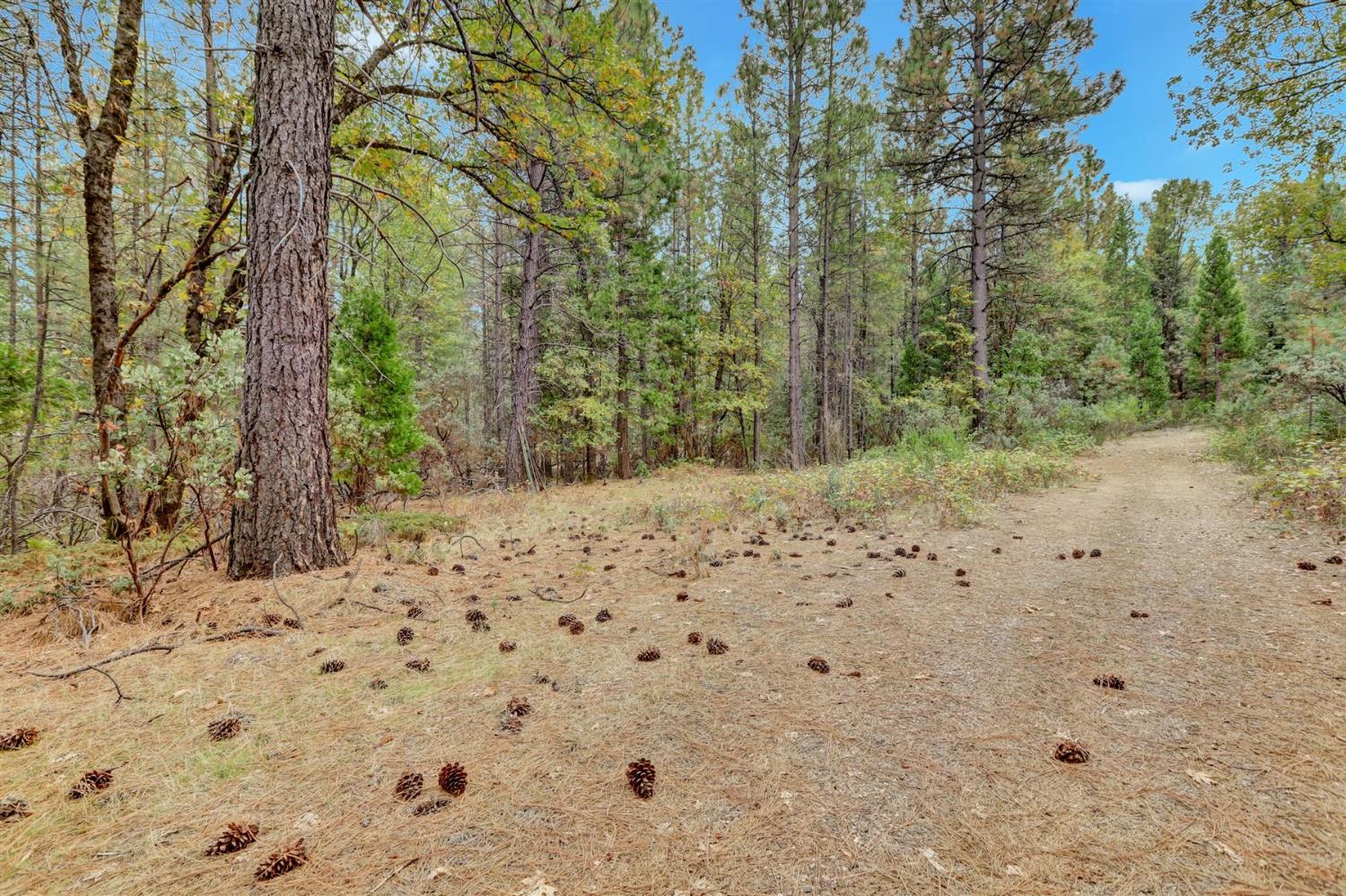 12566 Allison Ranch Road Grass Valley, CA 95949 - Photo 58 of 98 a view of a yard with trees in the background