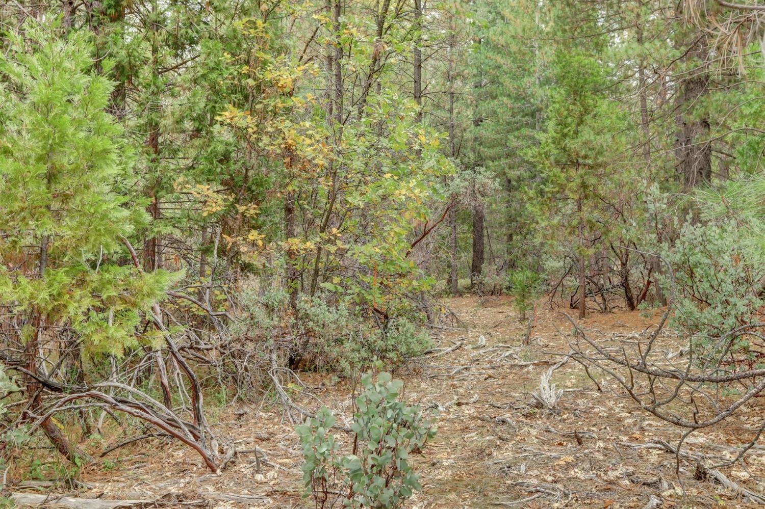 12566 Allison Ranch Road Grass Valley, CA 95949 - Photo 61 of 98 a view of a yard with a tree