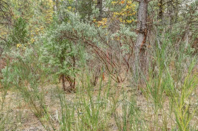 a view of a forest filled with trees